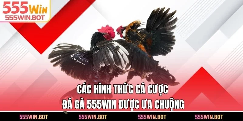 Các hình thức cá cược đá gà 555WIN được ưa chuộng